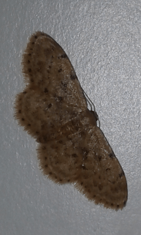 Geometridae: Idaea inquinata? S